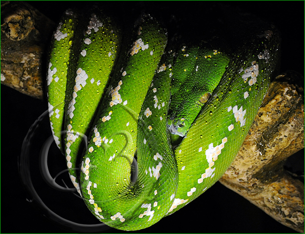 22 Aru - Green Tree Python