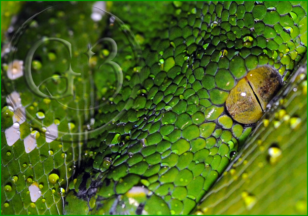 23 Aru - Green Tree Python