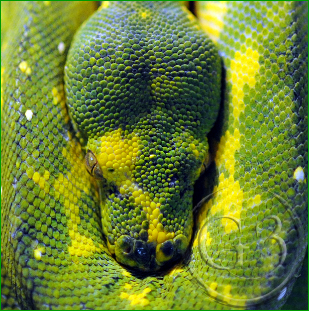 24 Green Tree Python - Biak