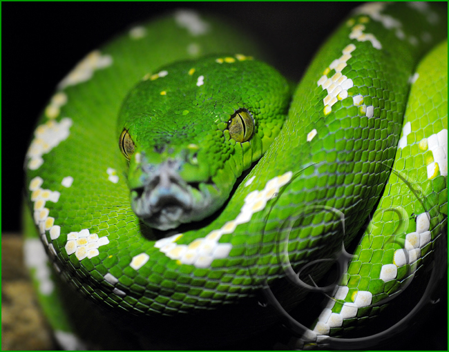 25 Green Tree Python