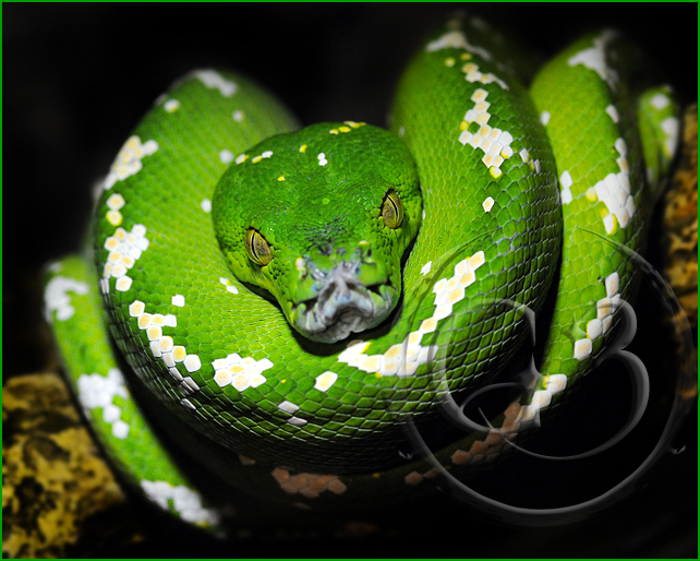 27 Green Tree Python