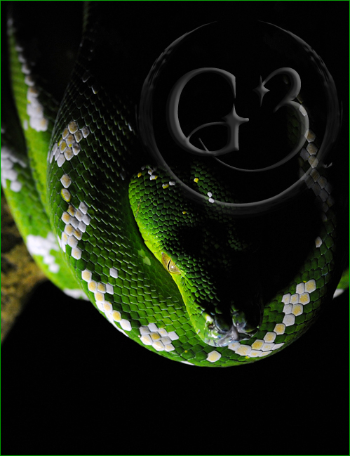 29 Green Tree Python
