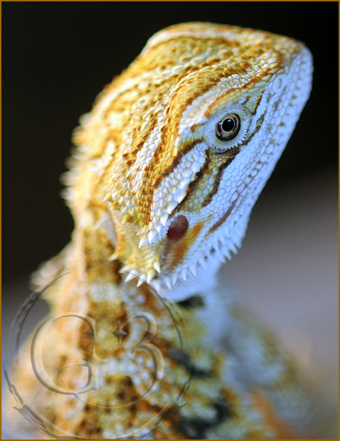 bdragon